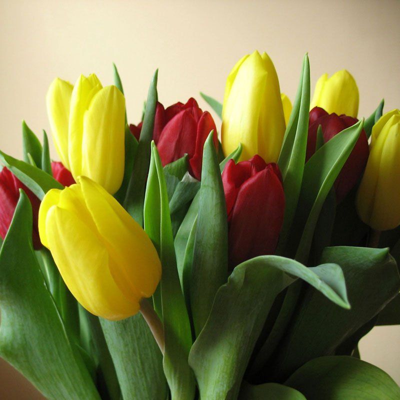 La leyenda del tulipán: Amor perfecto