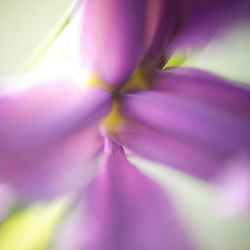 petunias petunias